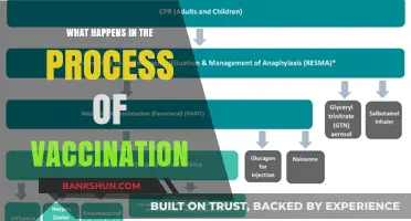 Understanding Vaccination: A Step-by-Step Guide to the Immunization Process