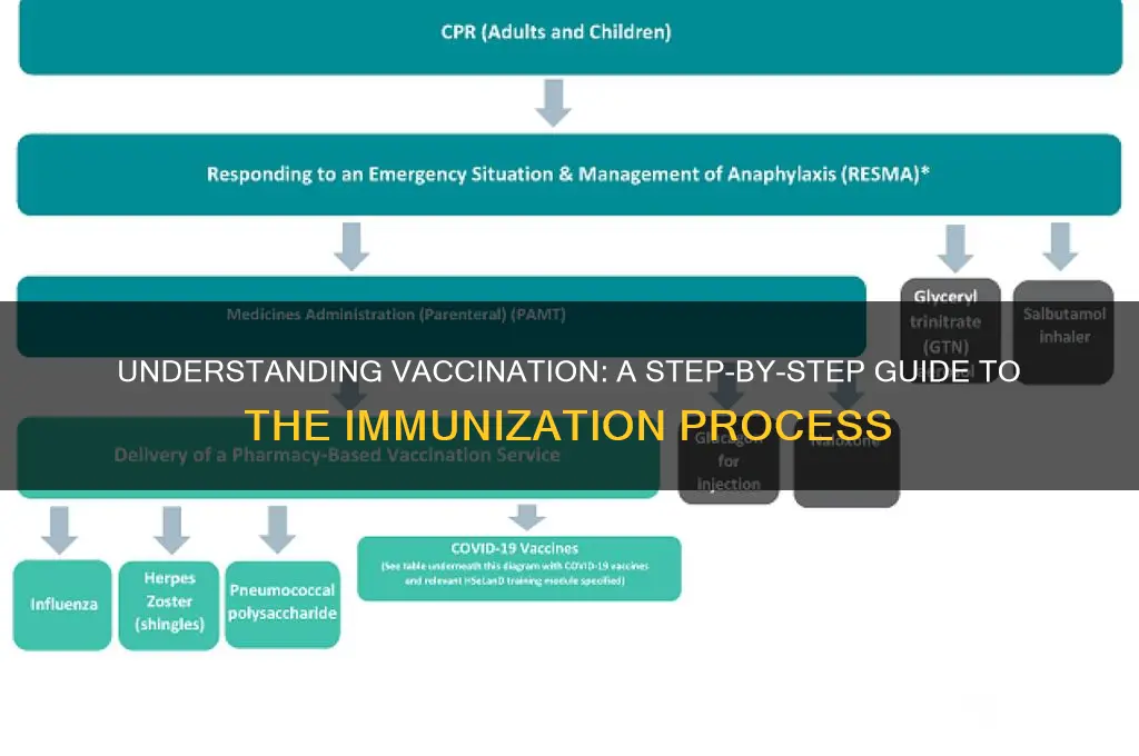 what happens in the process of vaccination