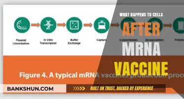 How mRNA Vaccines Interact with Cells: Post-Vaccination Cellular Processes