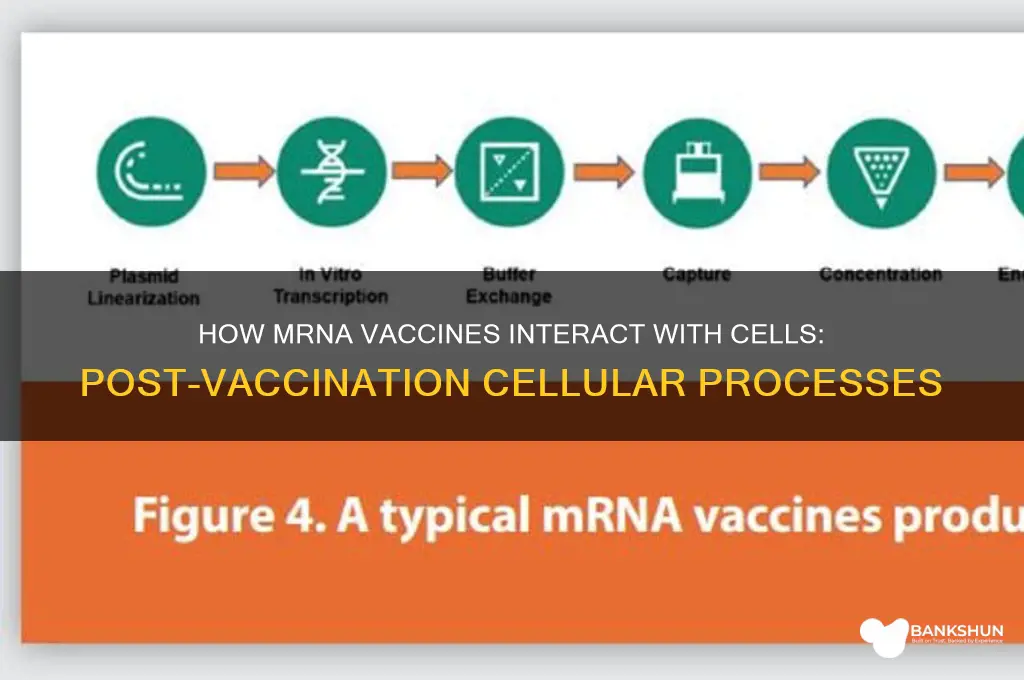 what happens to cells after mrna vaccine