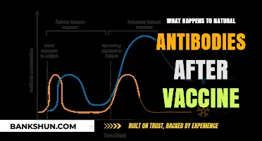 Vaccine Impact: How Natural Antibodies Respond Post-Immunization