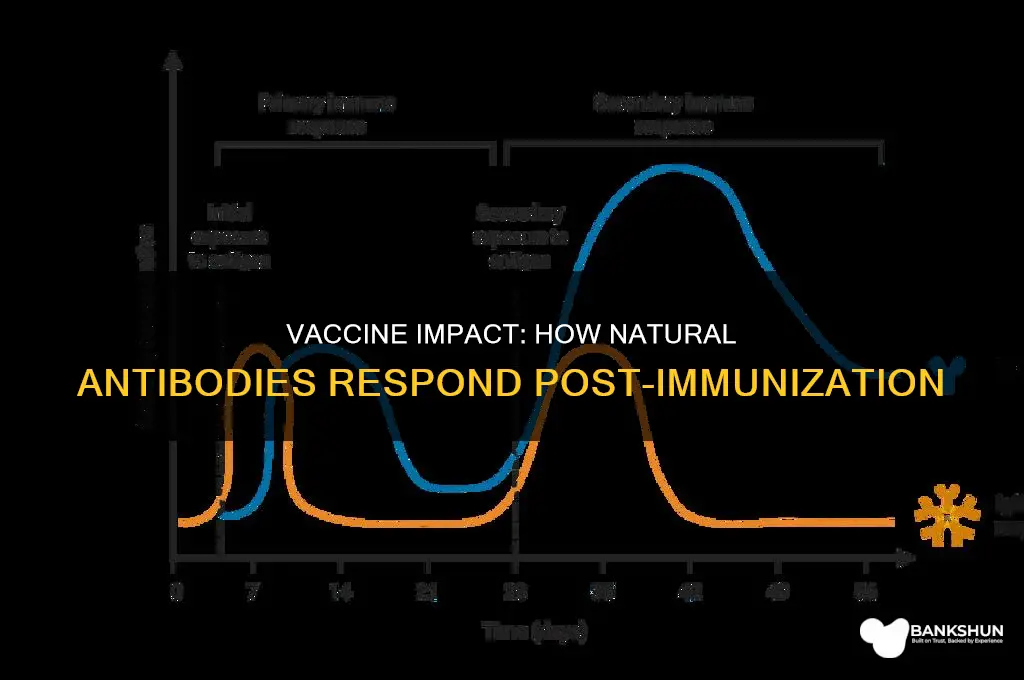what happens to natural antibodies after vaccine