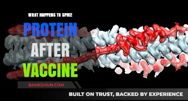 Understanding the Fate of Spike Proteins Post-Vaccination: A Comprehensive Guide