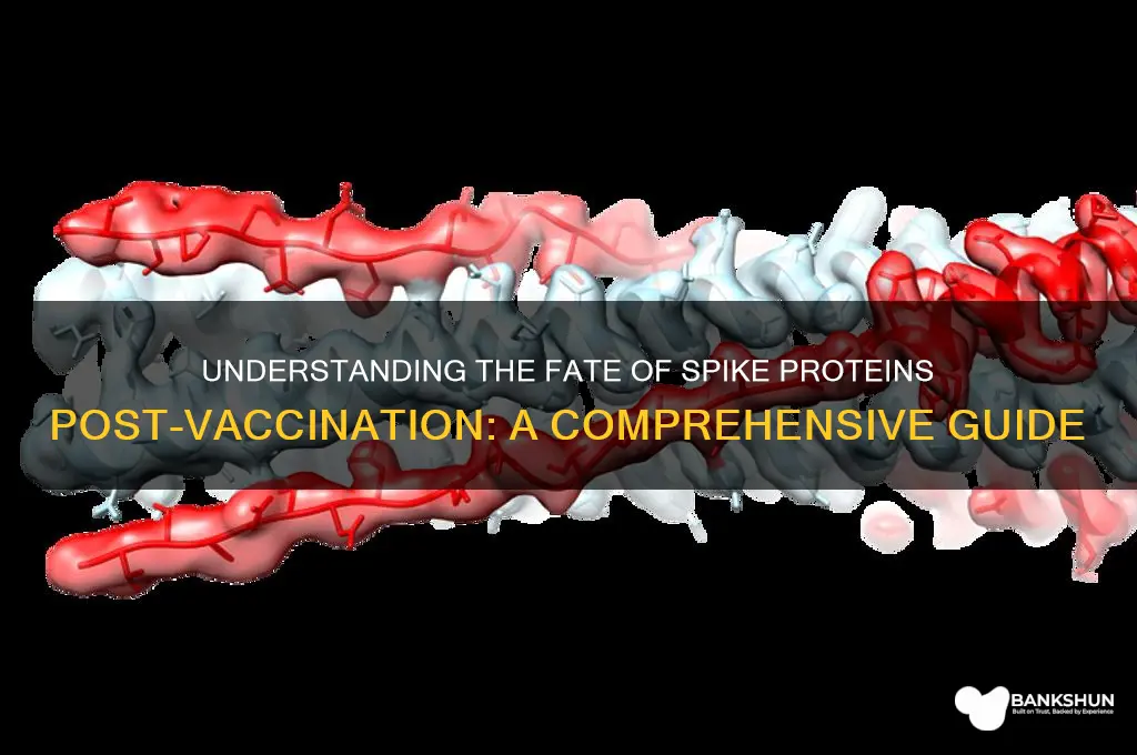 what happens to spike protein after vaccine