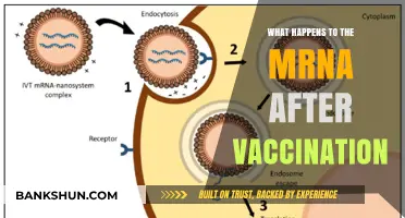Understanding mRNA Fate Post-Vaccination: Breakdown, Clearance, and Safety Explained