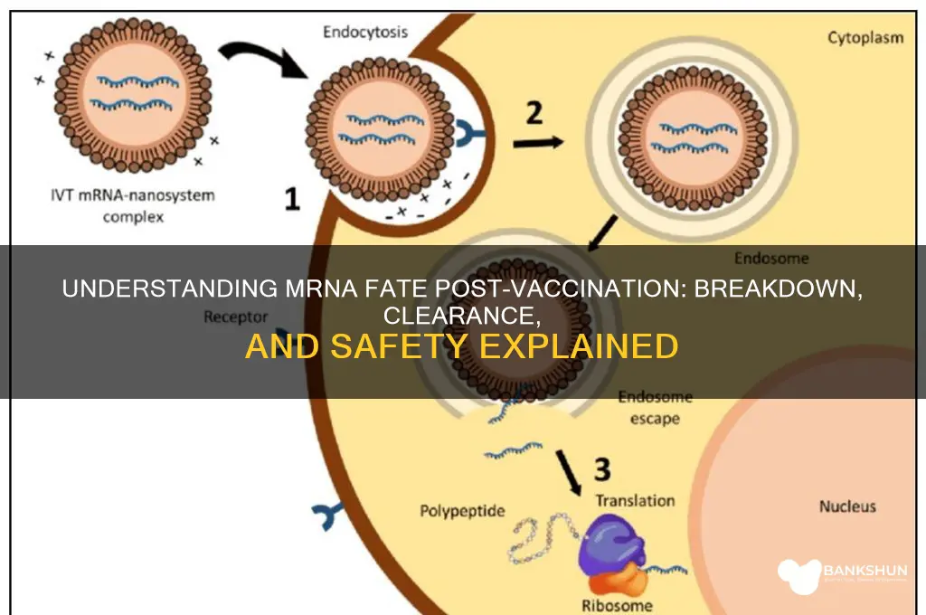what happens to the mrna after vaccination