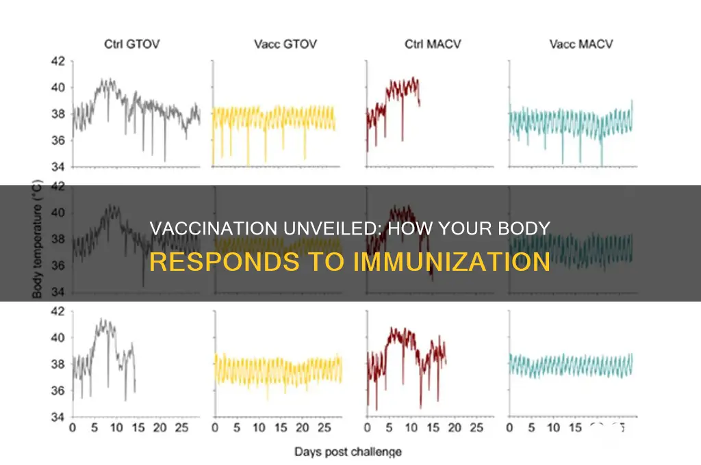 what happens to your body when vaccinated