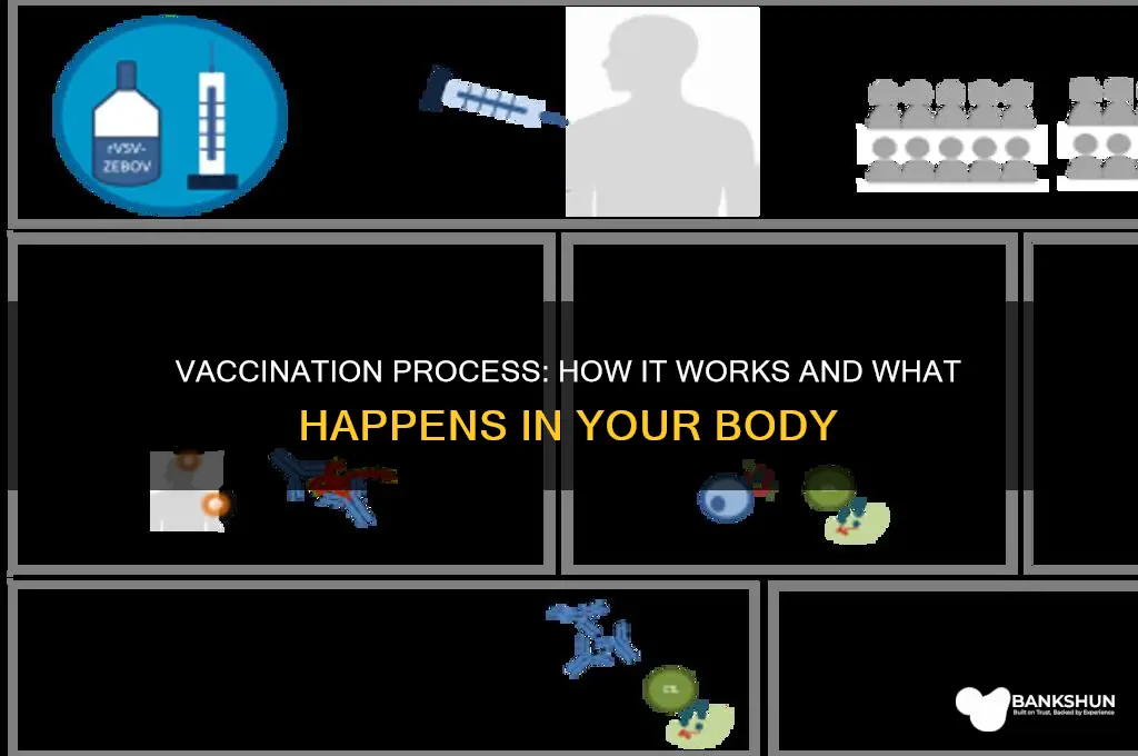 what happens when a person is vaccinated
