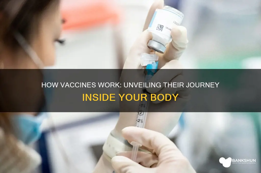 what happens when vaccines enter your body
