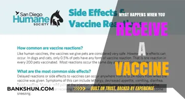 Understanding Vaccine Reactions: What Happens After Your Shot