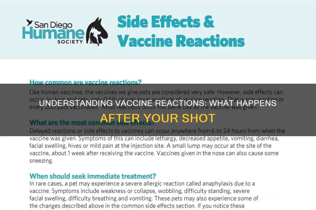what happens when you receive a vaccine
