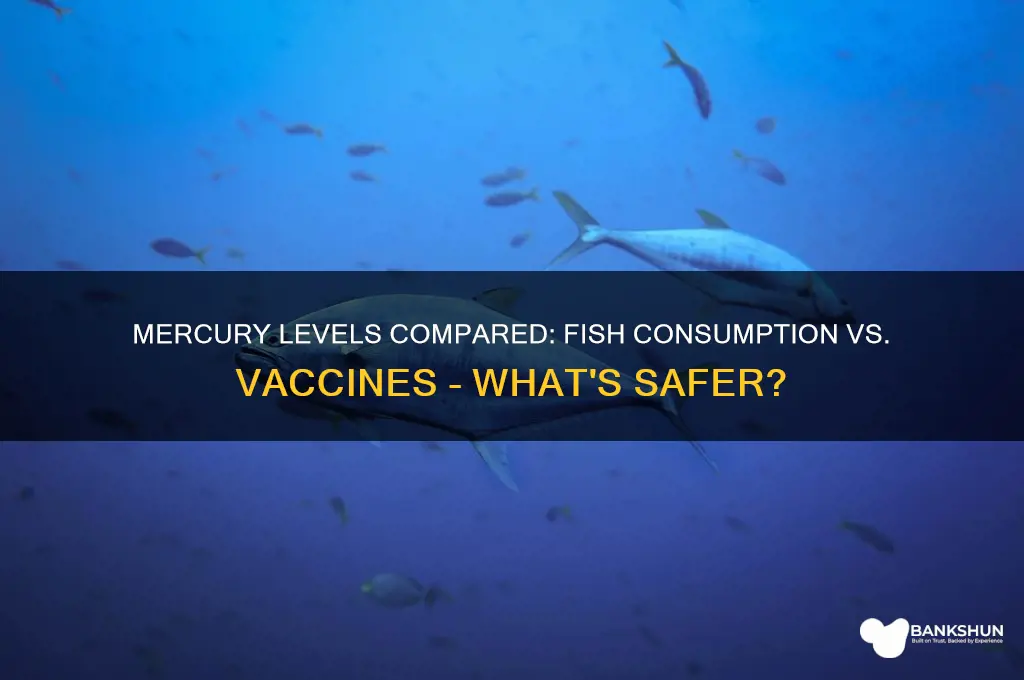 what has more mercury fish vs vaccines