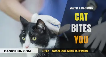 Vaccinated Cat Bites: Risks, Precautions, and What to Do Next
