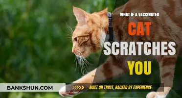 Vaccinated Cat Scratch: Risks, Precautions, and What You Need to Know