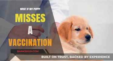 Puppy Vaccination Missed? Risks, Solutions, and Next Steps Explained