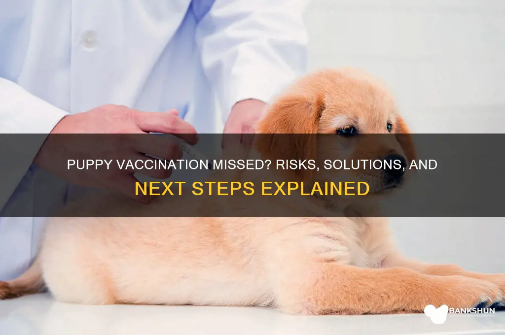 what if my puppy misses a vaccination