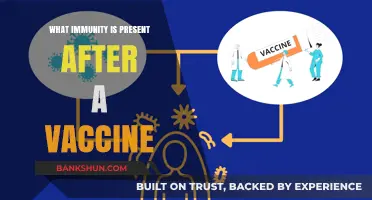 Understanding Post-Vaccination Immunity: How Vaccines Protect Against Diseases