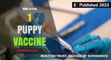 Understanding the 5-in-1 Puppy Vaccine: Essential Protection for Your Pup