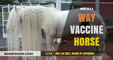 Understanding the 3-Way Vaccine for Horses: Benefits and Uses
