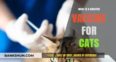 Understanding Booster Vaccines: Essential Protection for Your Cat's Health