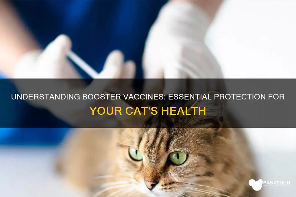 what is a booster vaccine for cats