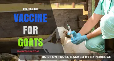 Understanding the CDT Vaccine: Essential Protection for Goat Health