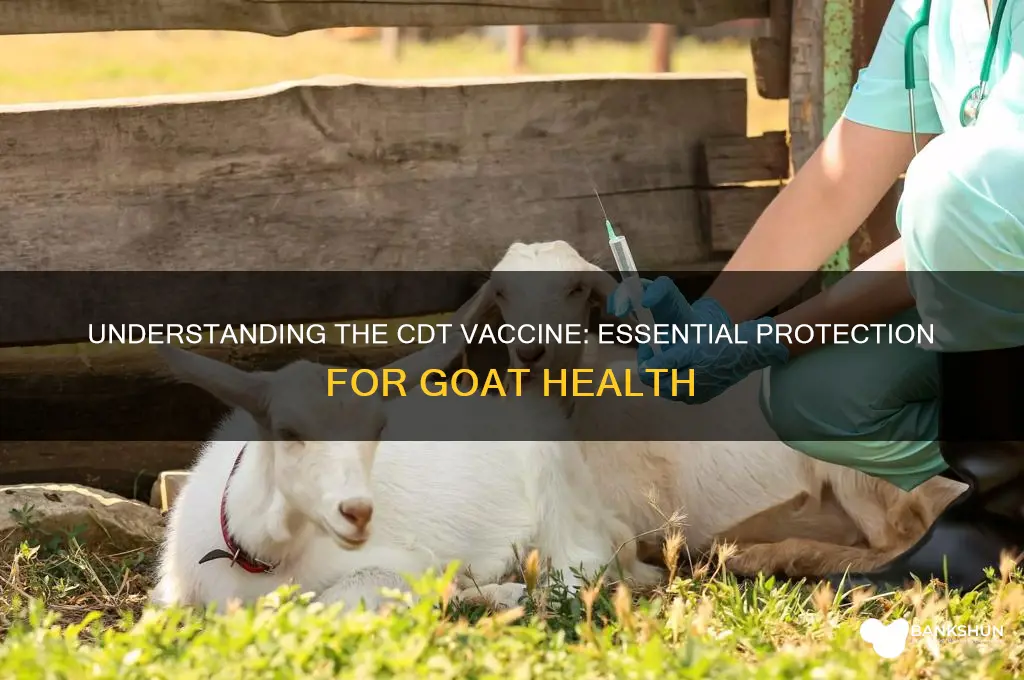 what is a cdt vaccine for goats