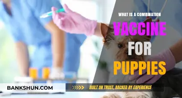 Understanding Combination Vaccines: Essential Puppy Immunization Explained