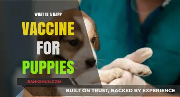 Understanding DAPP Vaccines: Essential Puppy Immunization Guide for Pet Owners