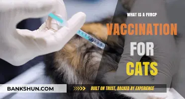 Understanding the FVRCP Vaccination: Essential Protection for Your Cat's Health