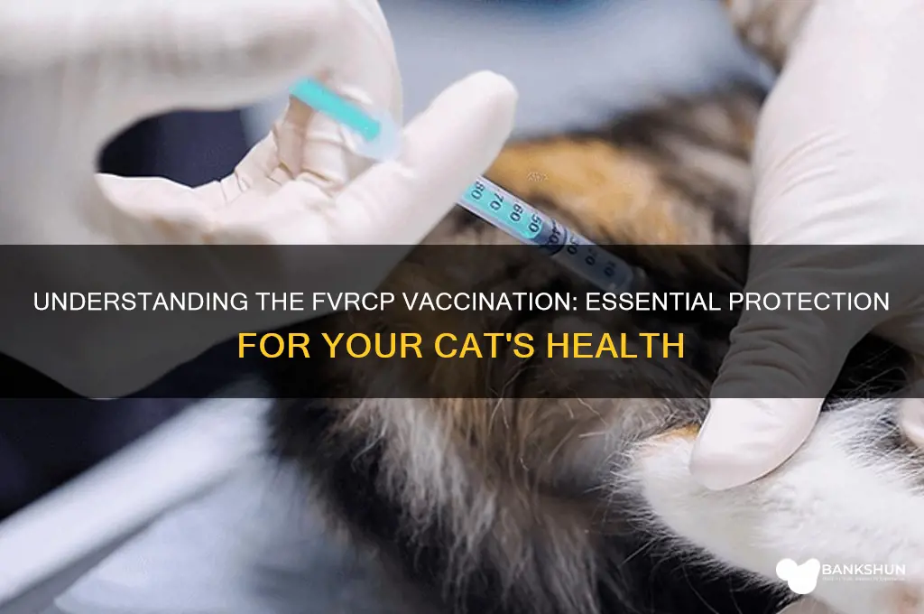 what is a fvrcp vaccination for cats
