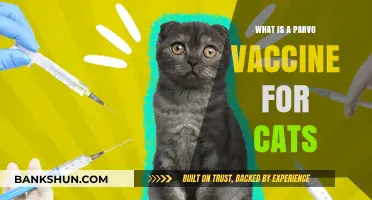 Understanding the Parvo Vaccine for Cats: Importance and Benefits