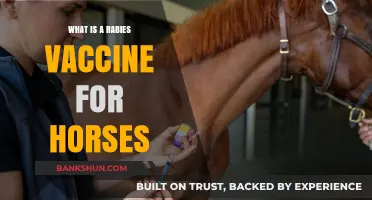 Understanding the Importance of Rabies Vaccines for Horse Health