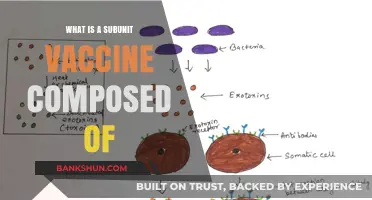 Understanding Subunit Vaccines: Key Components and Their Role in Immunity