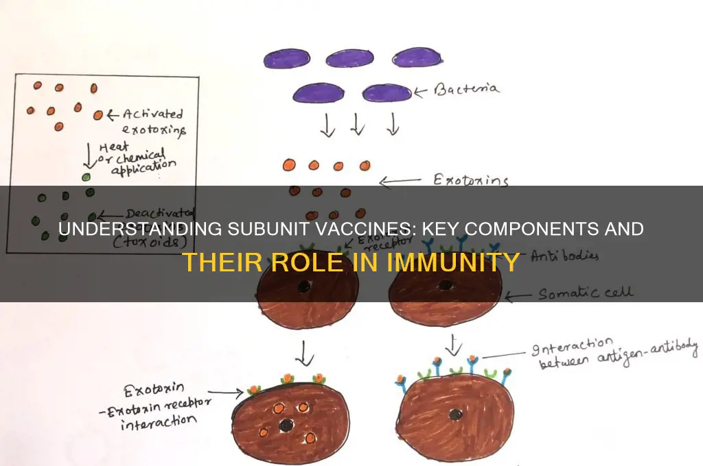what is a subunit vaccine composed of