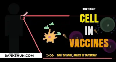 Understanding T Cells: Their Role in Vaccine Immunity Explained