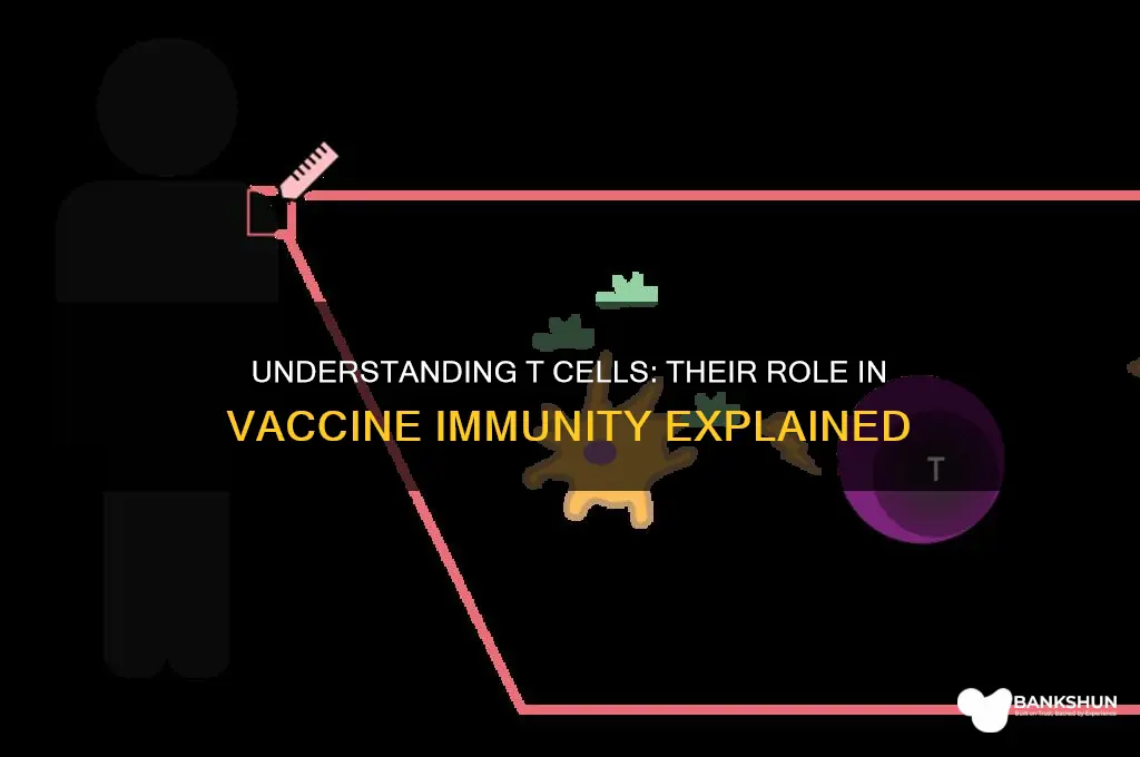what is a t cell in vaccines