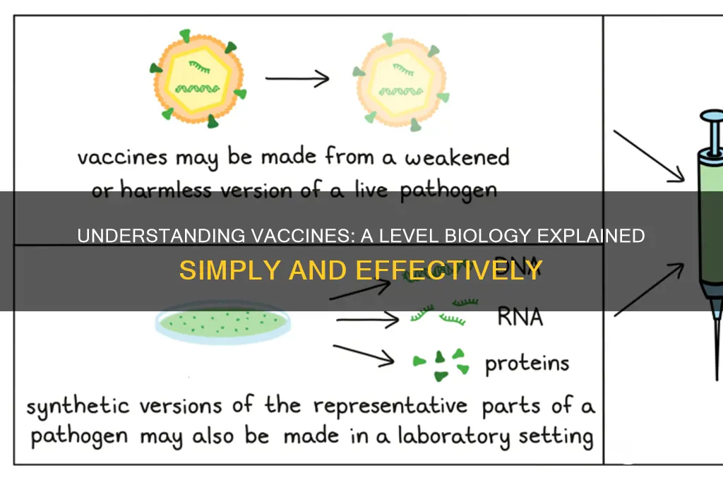 what is a vaccine a level biology