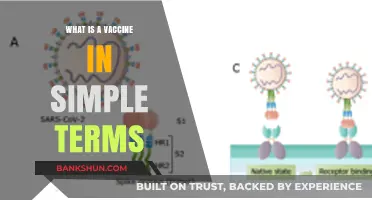 Understanding Vaccines: A Simple Guide to How They Protect Us