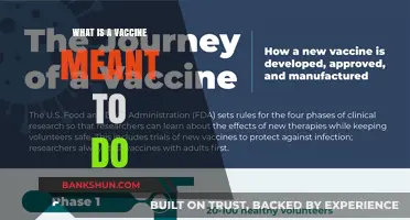 Understanding Vaccines: How They Protect and Strengthen Our Immune System