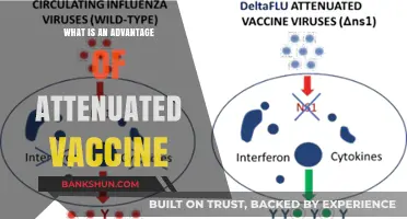 Attenuated Vaccines: Key Benefits for Long-Lasting Immunity Explained