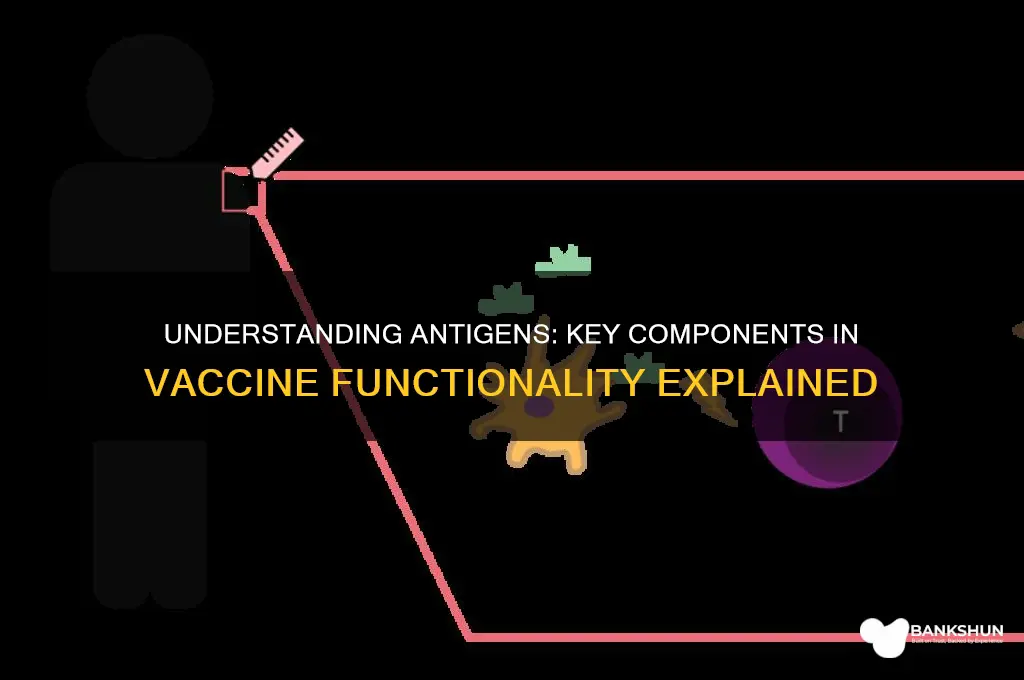 what is an antigen in a vaccine