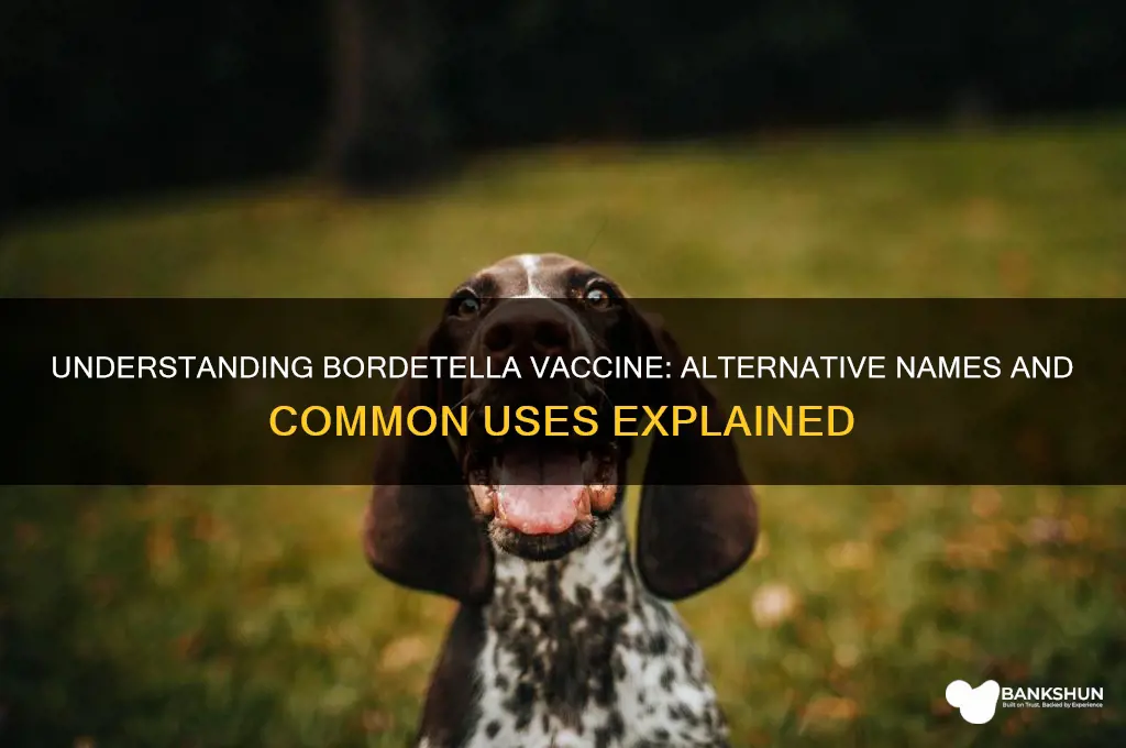what is another name for bordetella vaccine
