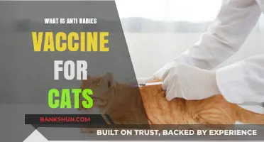 Understanding the Importance of Anti-Rabies Vaccines for Cats