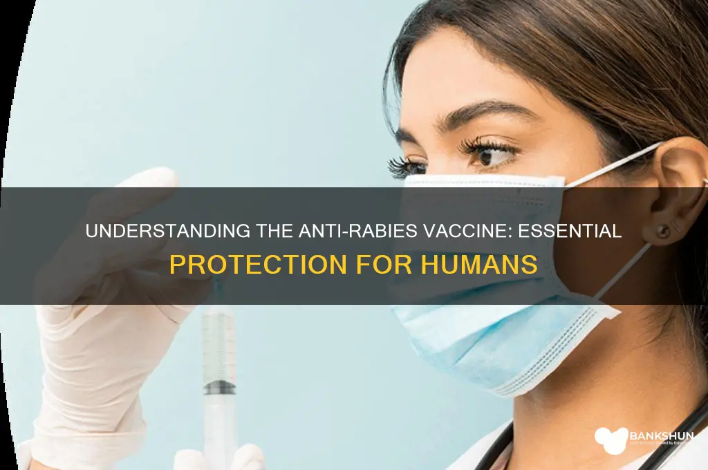 what is anti rabies vaccine for human