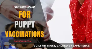 Understanding Puppy Vaccination Costs: Average Expenses for New Pet Owners