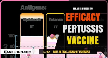Understanding the Bridge to Efficacy in Pertussis Vaccines: A Comprehensive Guide