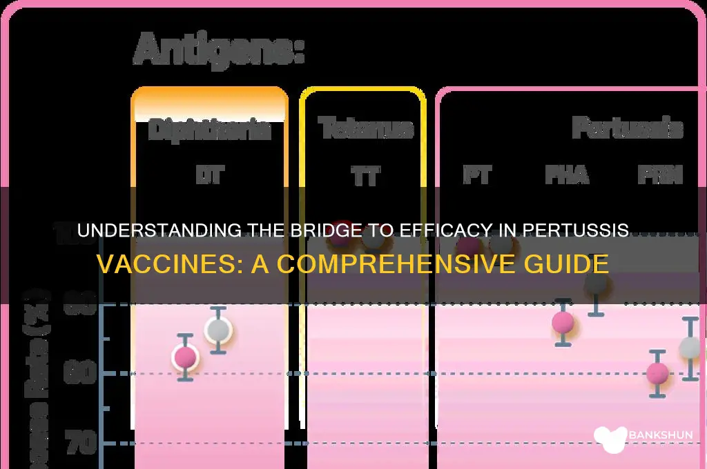 what is bridge to efficacy pertussis vaccine