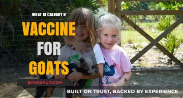 Calvary 9 Vaccine: Essential Protection for Goat Health Explained