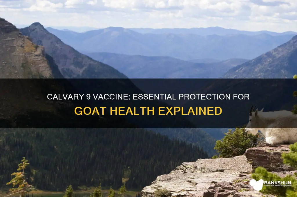 what is calvary 9 vaccine for goats